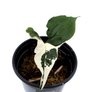 Syngonium alba variegata