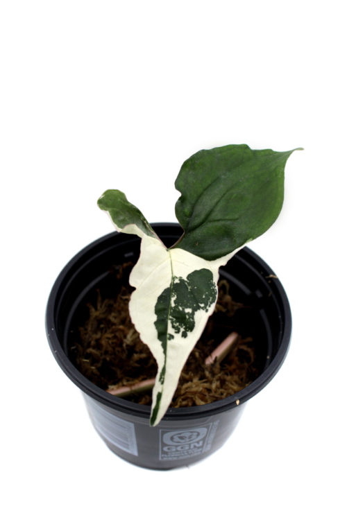 Syngonium alba variegata