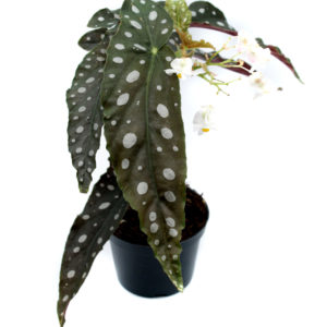 Begonia maculata “Wightii”