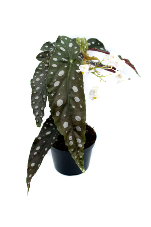 Begonia maculata “Wightii”