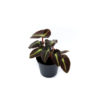 Begonia rex listada