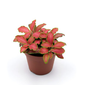 Fittonia rot