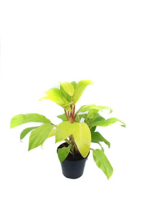 Philodendron "Malay Gold"