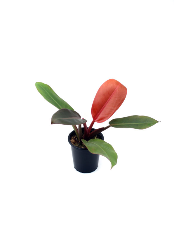Philodendron "Prince of Orange" / XXL - insane habitats