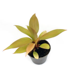 Philodendron "Prince of Orange" - Small