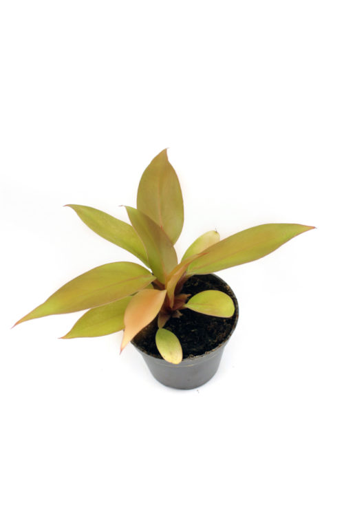 Philodendron "Prince of Orange" - Small