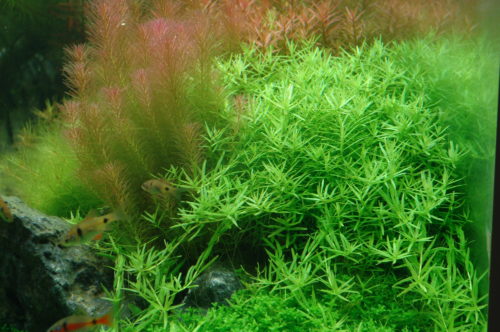 Rotala rotundifolia green