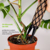 PlantMe Rankhilfe